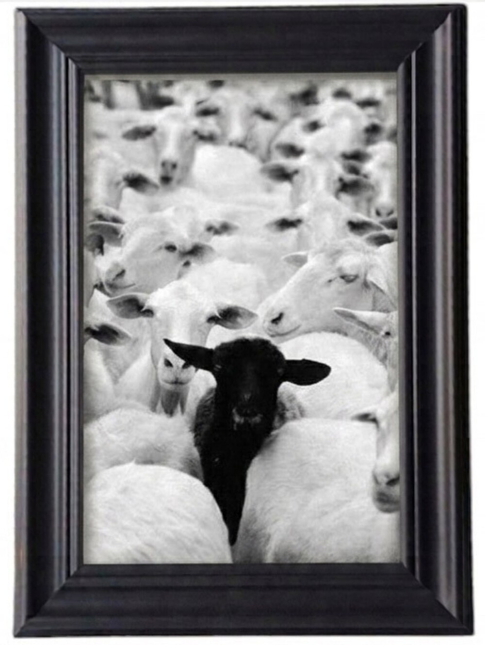Vintage Black sheep Farmhouse Cute Boho Retro Home Shabbychic Vin Sheeps Animals